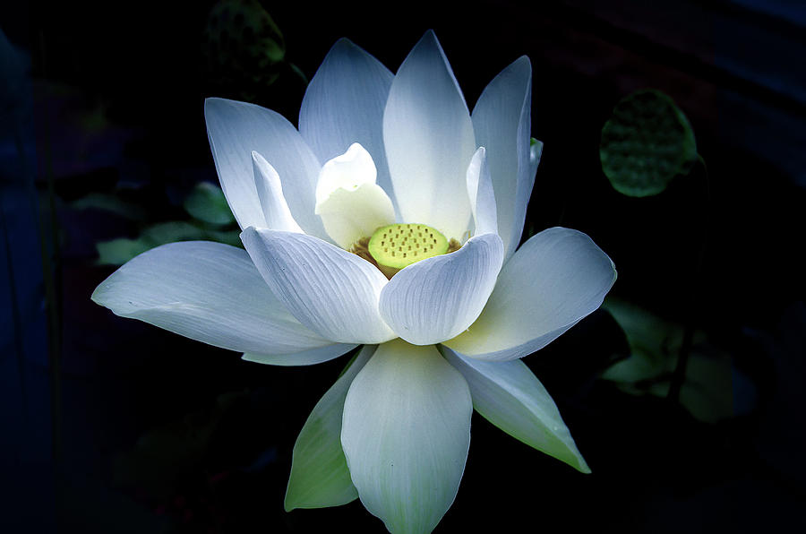 White Lotus Photograph by Julie Palencia