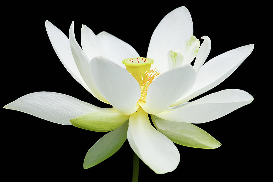 White Lotus on Black Photograph by Dawn Currie