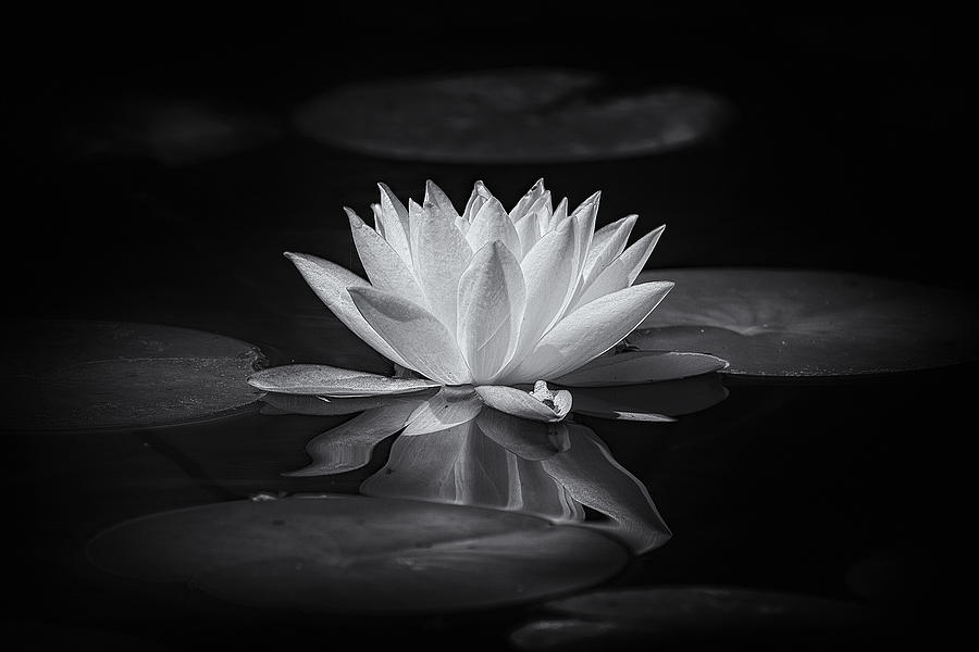 White Lotus Photograph by Robert Zunikoff