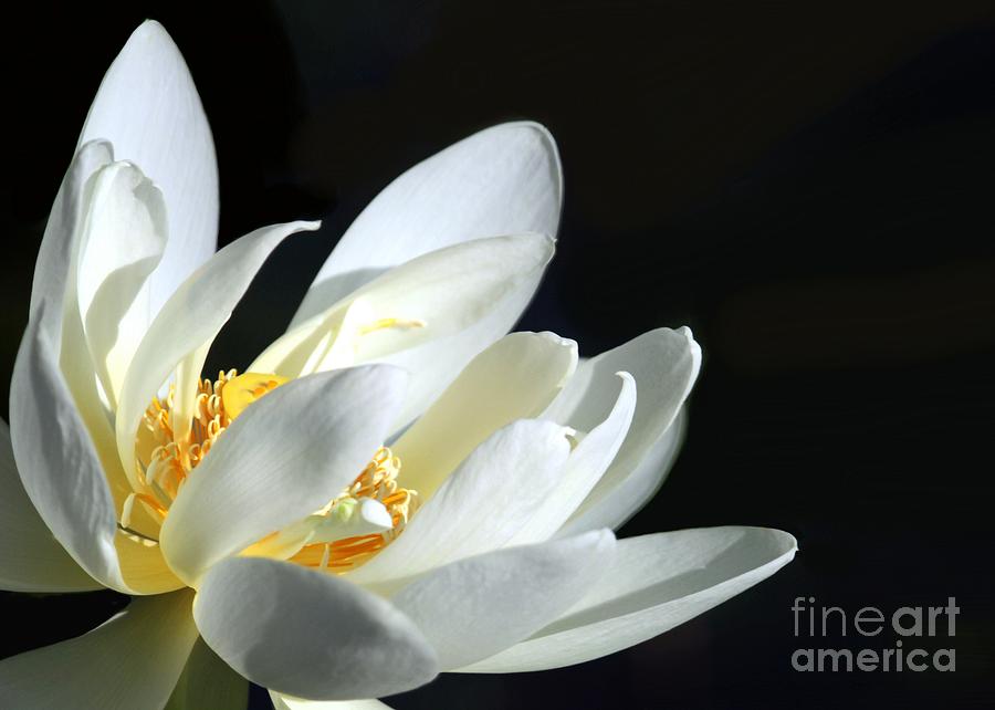 Flower Photograph - White Lotus by Sabrina L Ryan