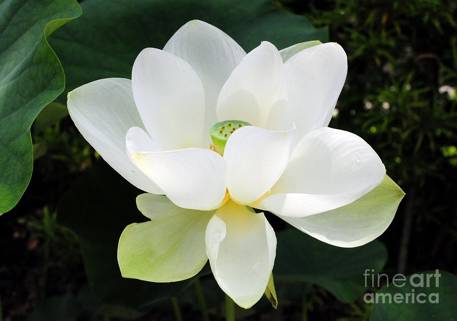 White Lotus Photograph by Stevyn Llewellyn