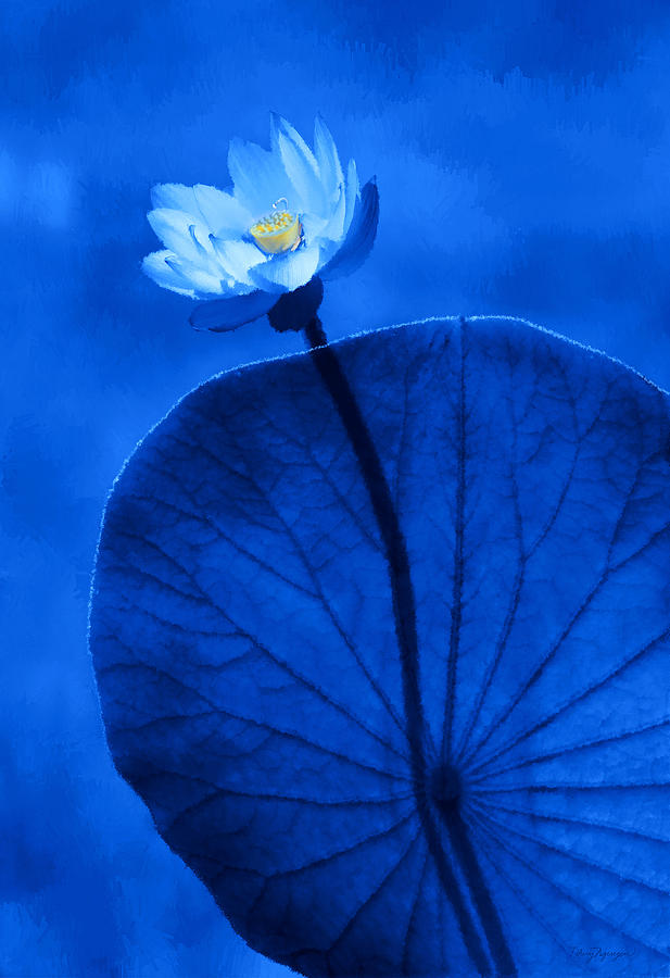 White lotus Digital Art by Thanh Thuy Nguyen