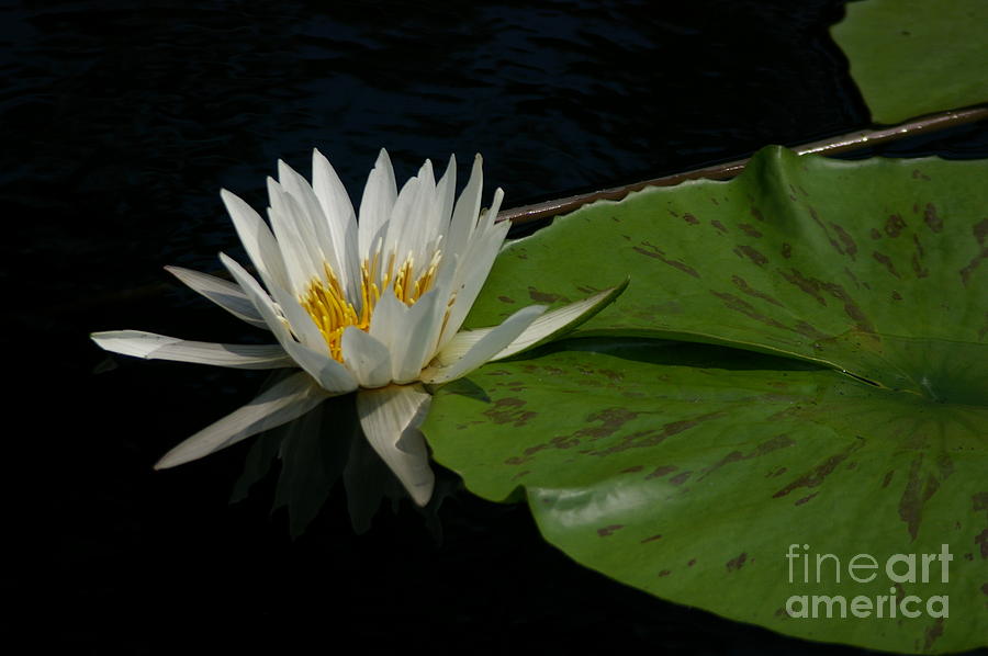 White Lotus Waterlily and lily pad Photograph by Jackie Irwin