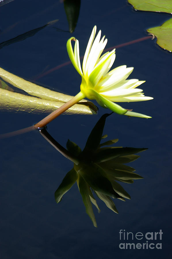 White Lotus Waterlily and Reflection Photograph by Jackie Irwin