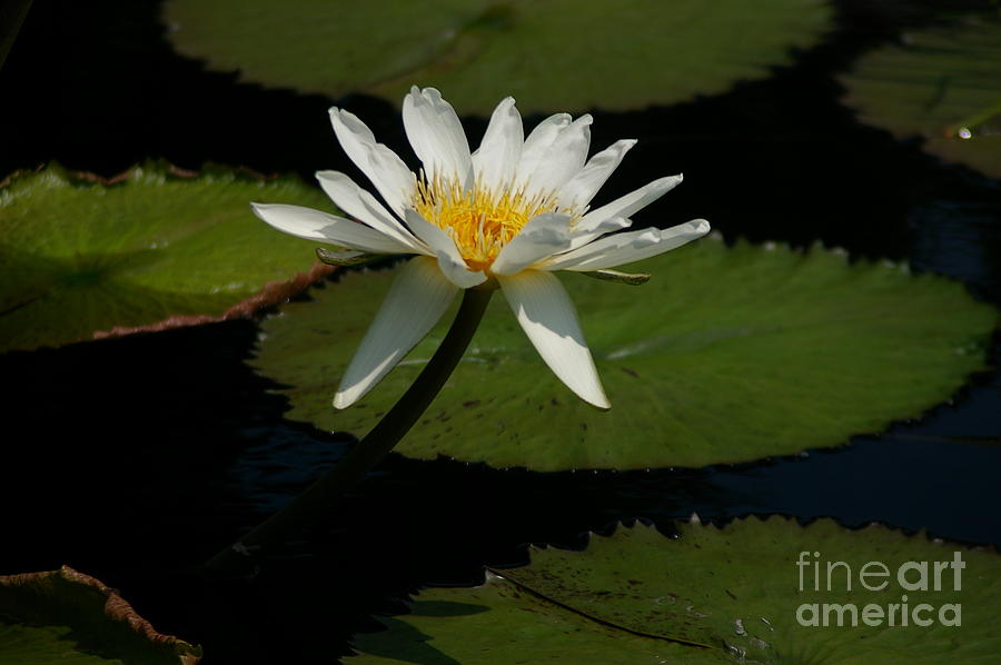 White Lotus Waterlily Photograph by Jackie Irwin