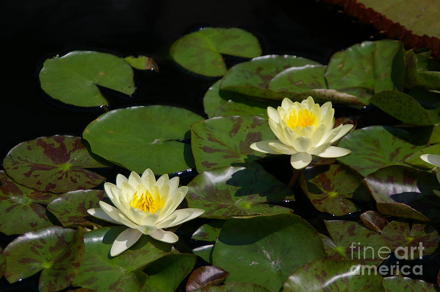 White Lotus Waterlily Pair Photograph by Jackie Irwin
