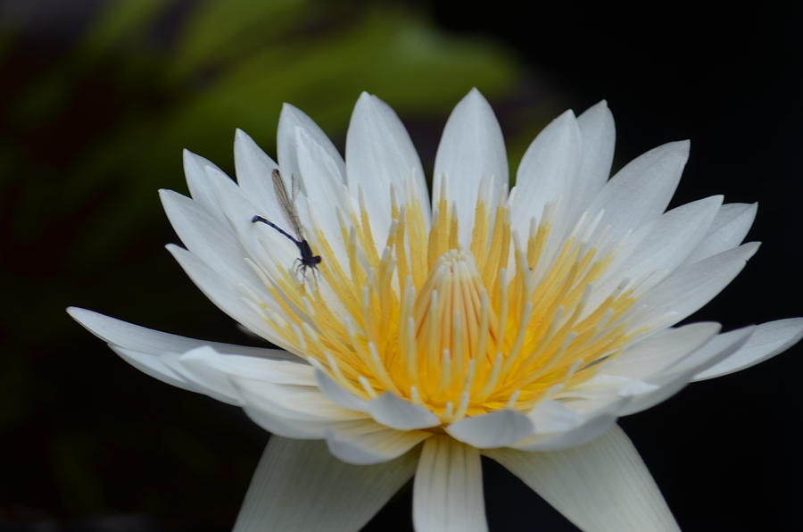 White Lotus With Damselfly Photograph by Maria Urso