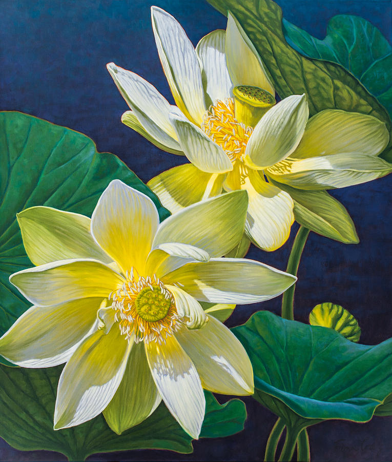 Flower Painting - White Lotuses 1 by Fiona Craig
