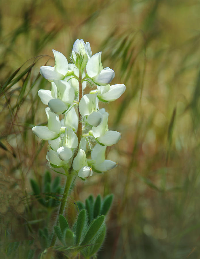 White Lupin Lupinus albus Photograph by Rick Mosher