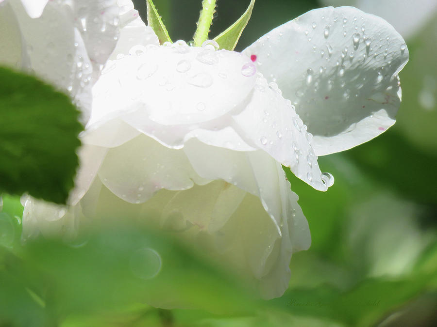 White Magic - Rose with Raindrops - Floral Photography and Art Photograph by Brooks Garten Hauschild