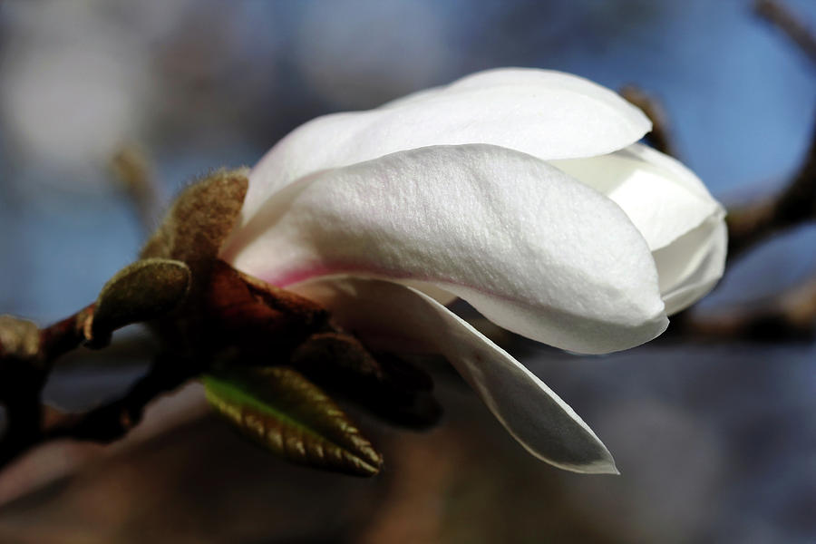 White Magnolia Bud Photograph by Debbie Oppermann