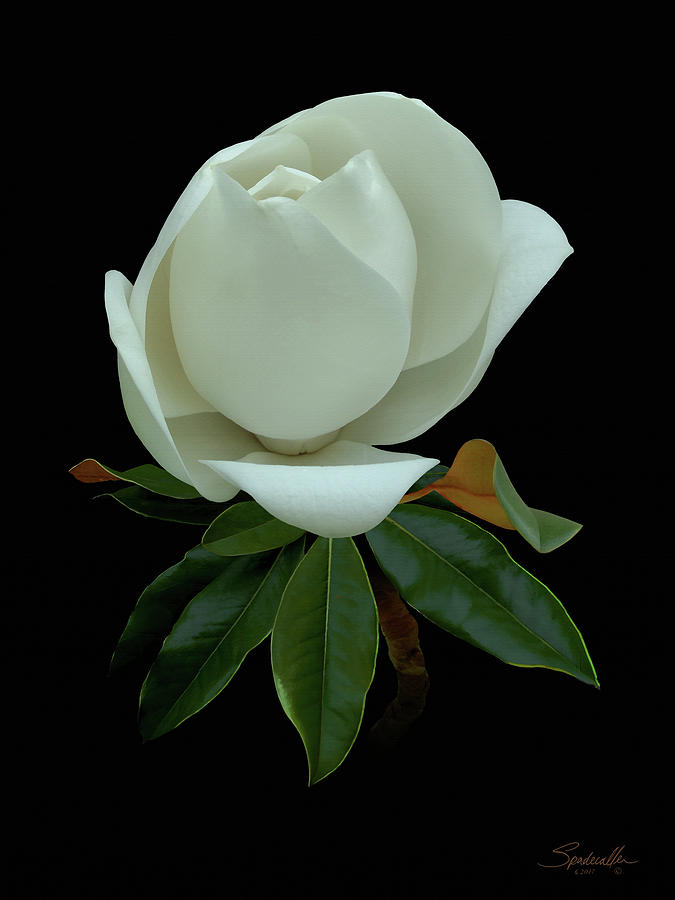 White Magnolia Bud Digital Art by M Spadecaller