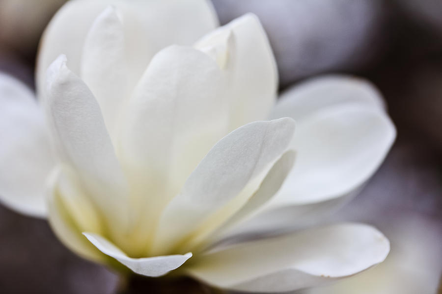 White Magnolia Close-up Photograph by Joni Eskridge