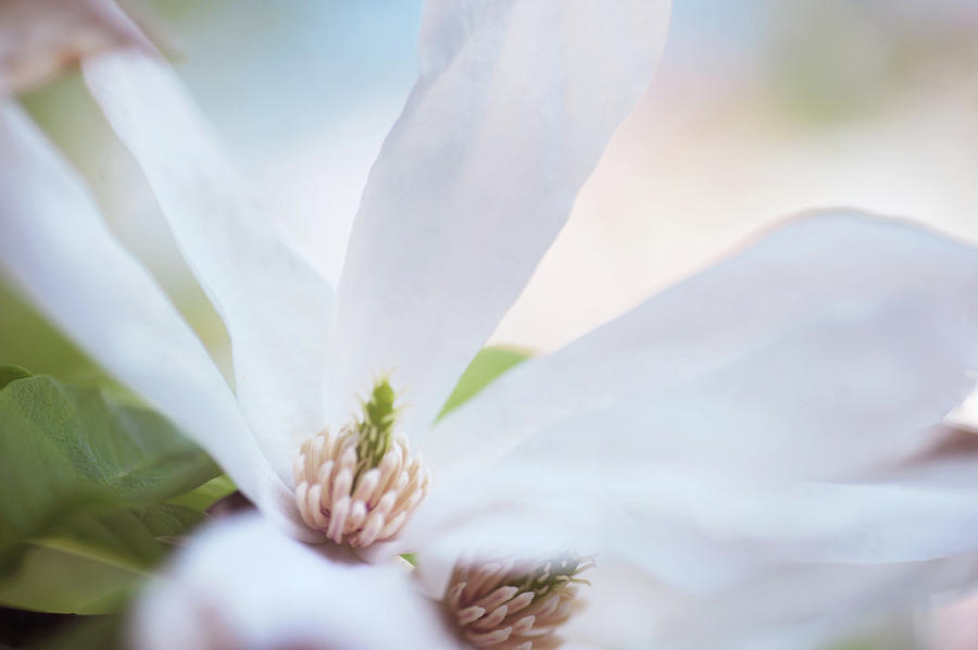 White Magnolia CloseUp Photograph by Jenny Rainbow