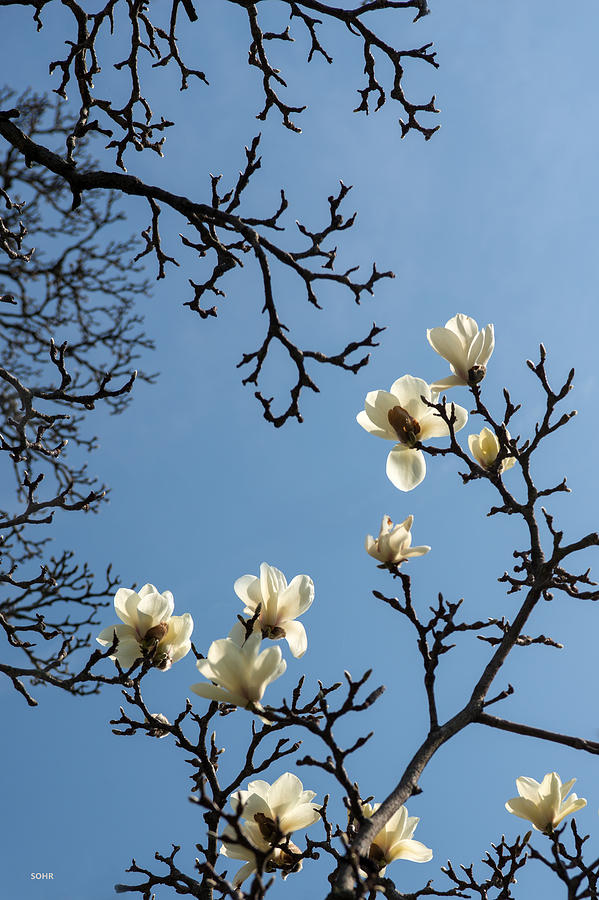 White Magnolia Photograph by Dana Sohr