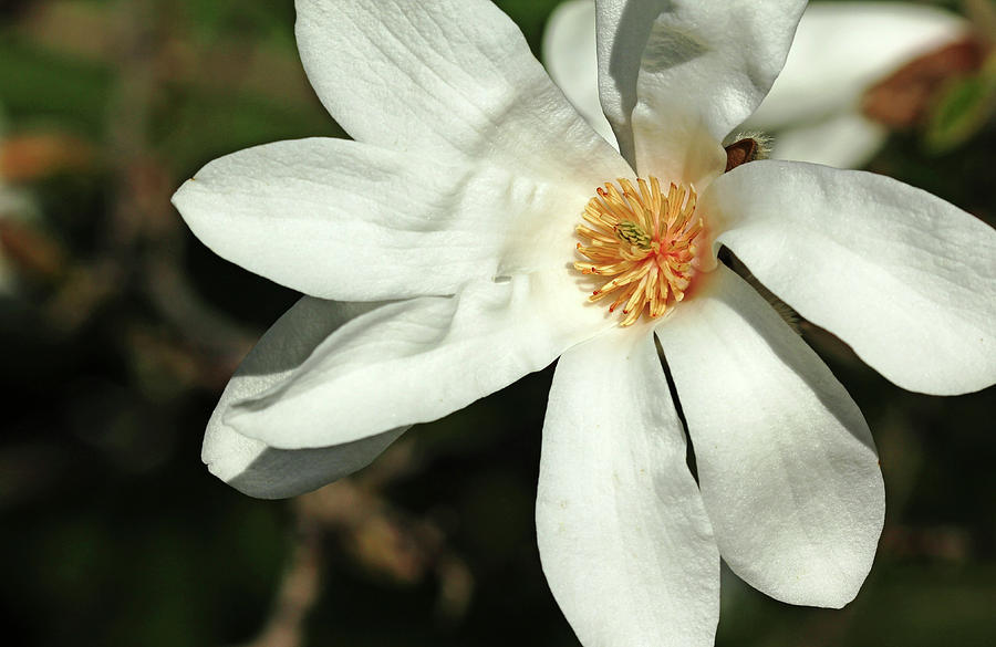 White Magnolia Photograph by Debbie Oppermann