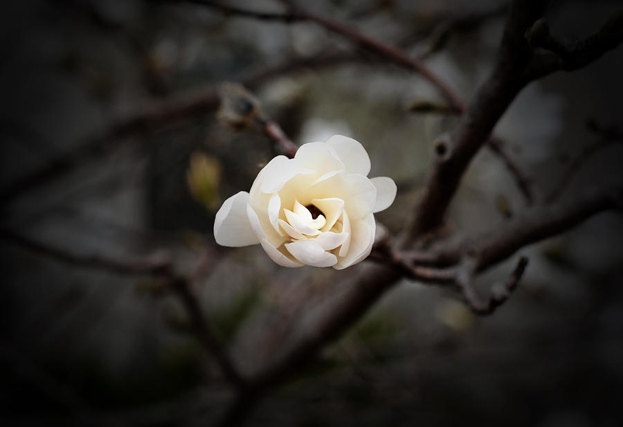 White Magnolia - Edit Photograph by Richard Andrews