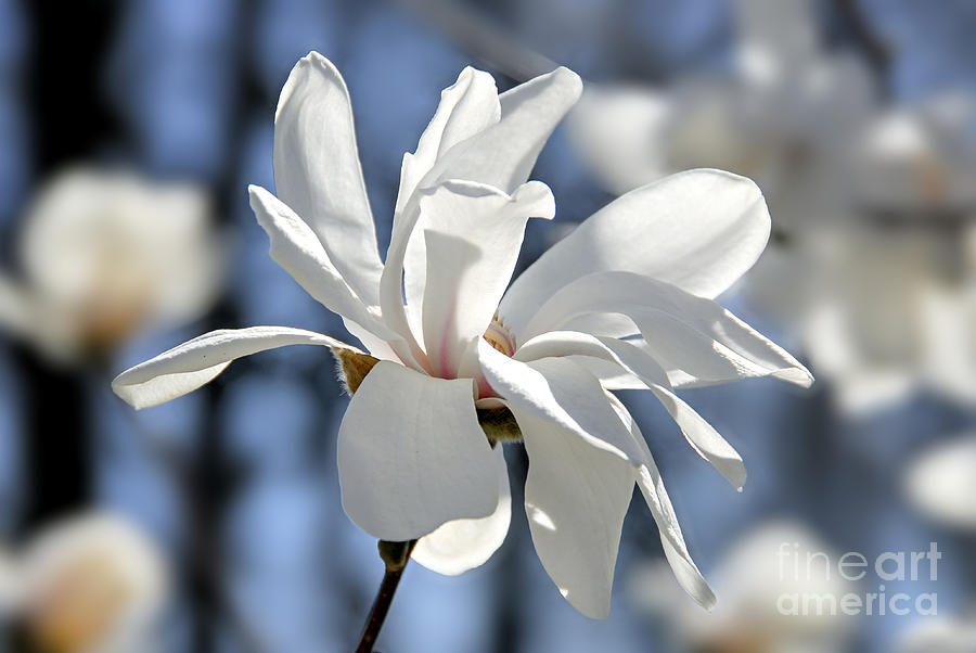 White Magnolia  Photograph by Elena Elisseeva