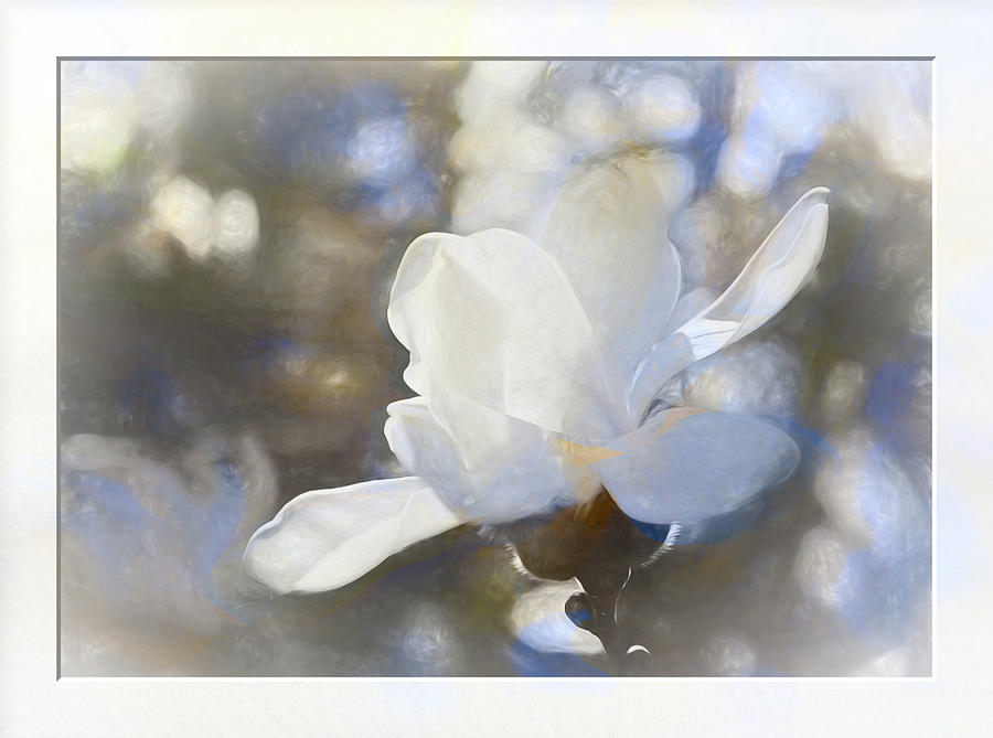 White Magnolia flower blossom in the sunlight Photograph by Natalie Rotman Cote