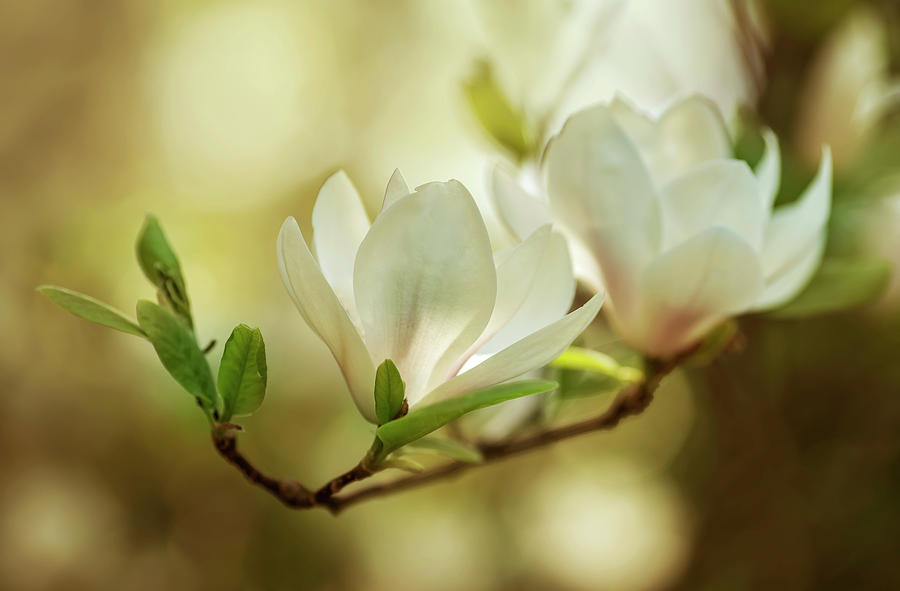 White magnolia flowers Photograph by Jaroslaw Blaminsky