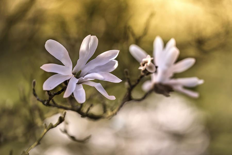 White Magnolia Photograph by Jaroslaw Blaminsky