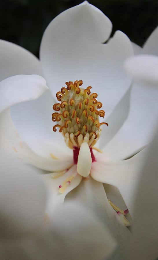 White Magnolia Photograph by Juergen Roth