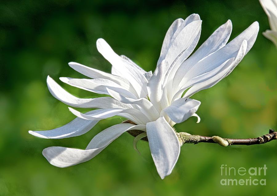 White Magnolia Photograph by Martyn Arnold