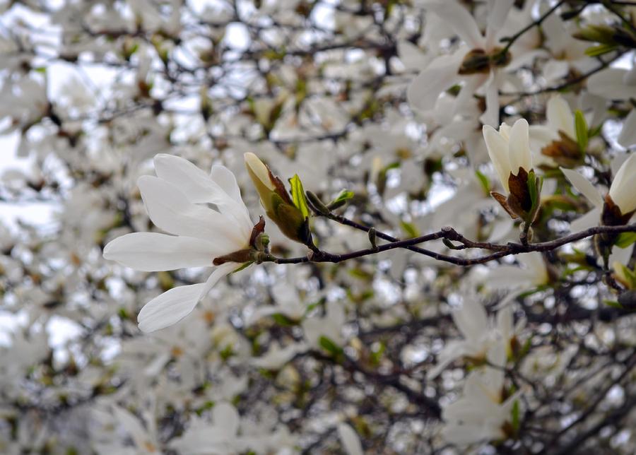 White Magnolia Photograph by Michelle Calkins
