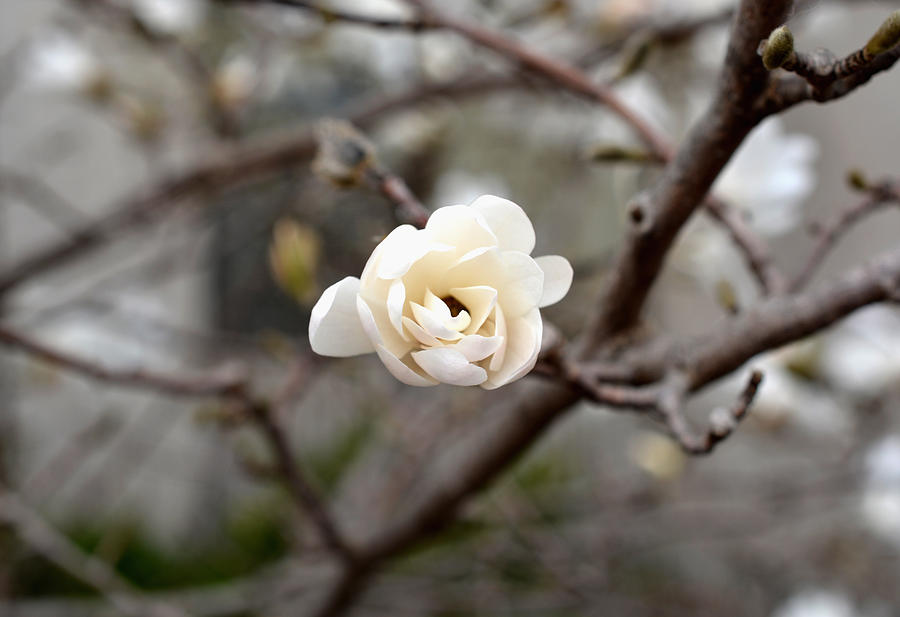 White Magnolia Photograph by Richard Andrews