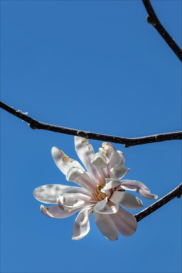 White Magnolia Photograph by Robert Ullmann