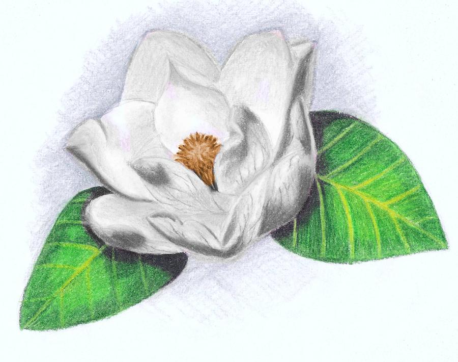 Majestic Magnolia Oil Pastel Drawing Botanical White Flower