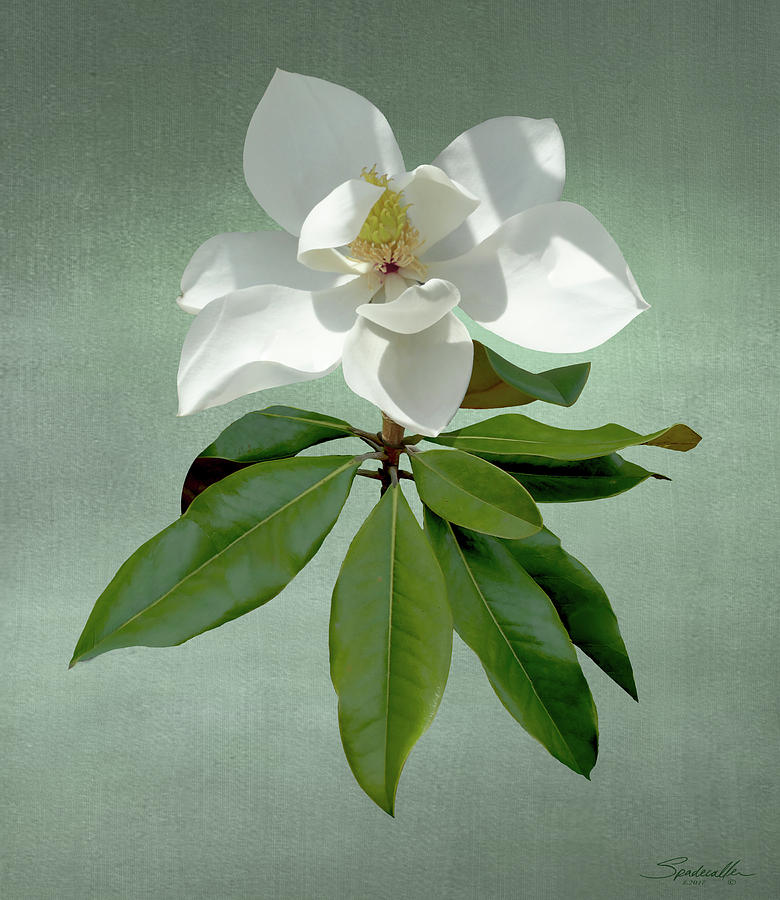 Magnolia Movie Digital Art - White Magnolia by M Spadecaller