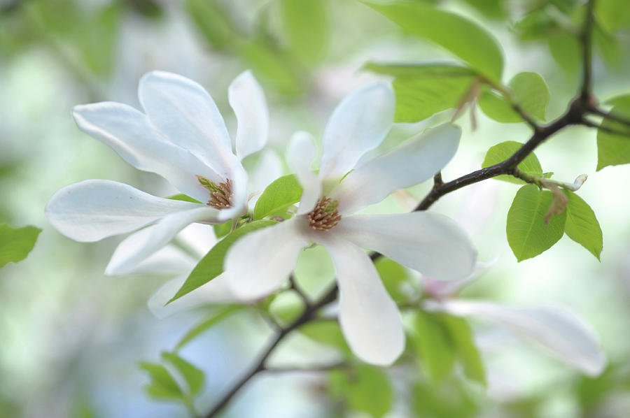 White Magnolia Spring Bloom Photograph by Jenny Rainbow
