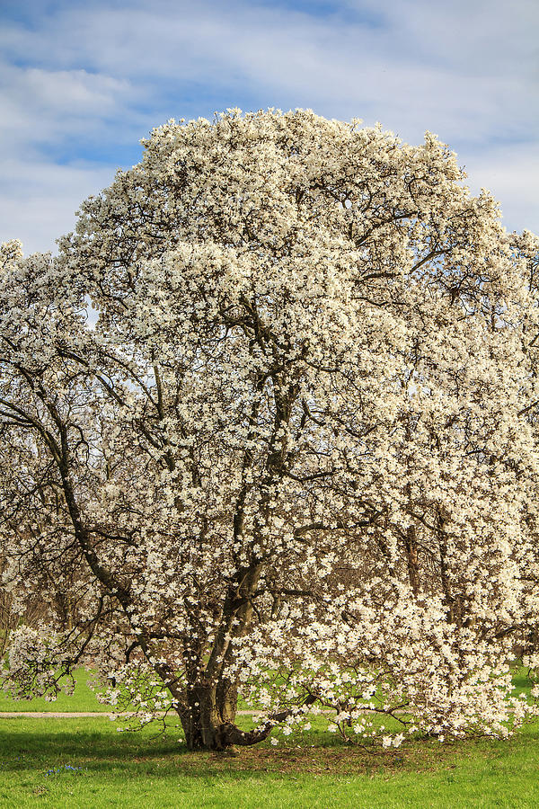 White Magnolia Tree in Full Bloom Photograph by Joni Eskridge
