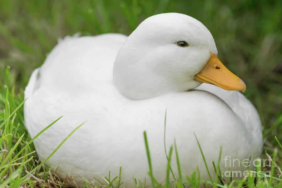 White Male Callduck Call Duck Photograph By Jason Jones Pixels 5733