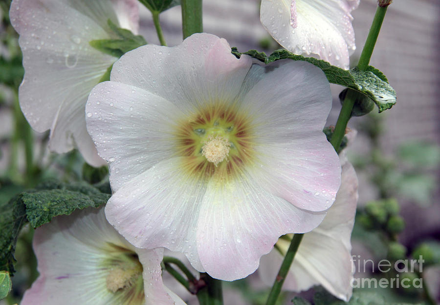 white mallow