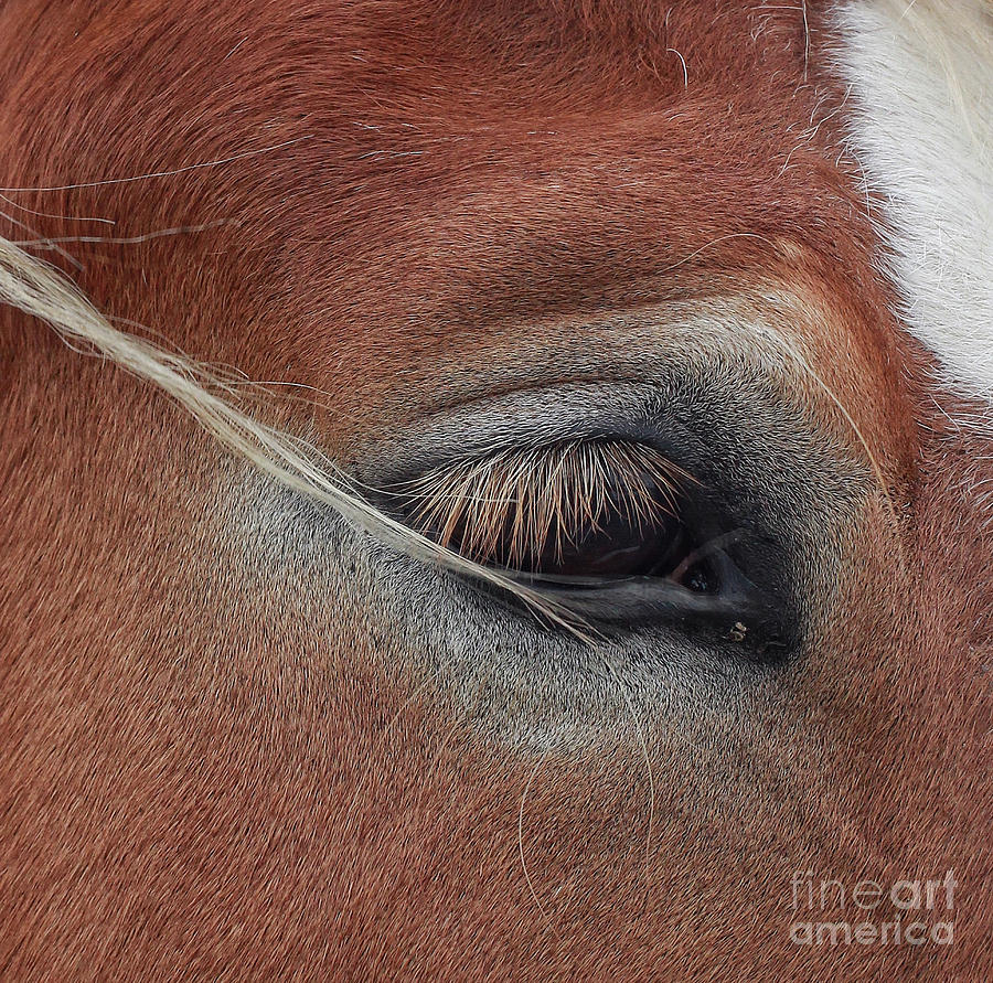 White Manes Eye Photograph by Toma Caul