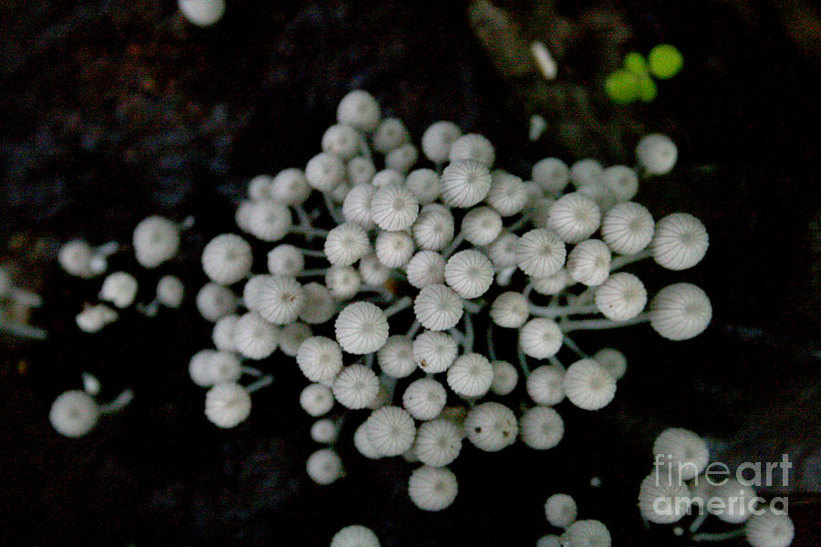 Mushroom Photograph - White Manoa Mushrooms by Jennifer Bright Burr