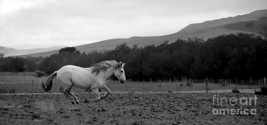 White Mare Gallops #1 - Panoramic Black and White Photograph by Heather Kirk