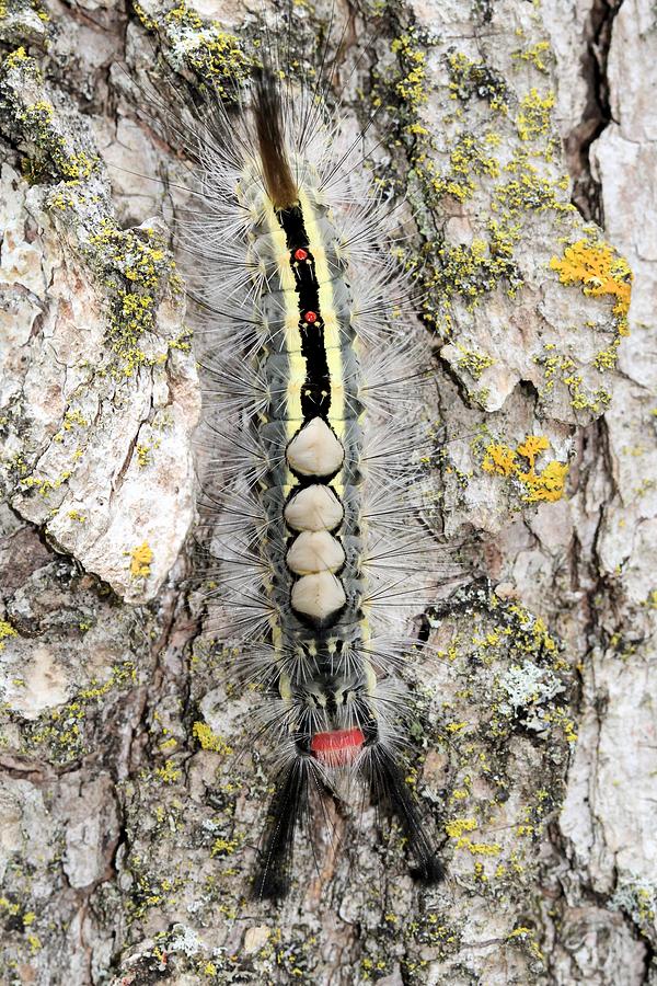 White-marked Tussock Moth Caterpillar Photograph by Doris Potter