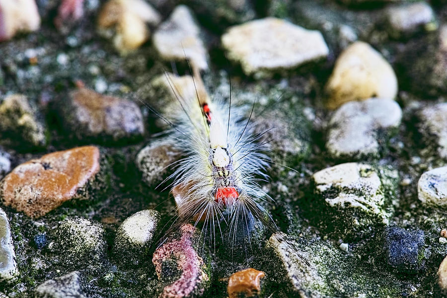 White Marked Tussock Moth Caterpillar Photograph by Josh Bryant