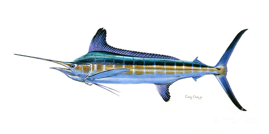 Fish Painting - White Marlin by Carey Chen
