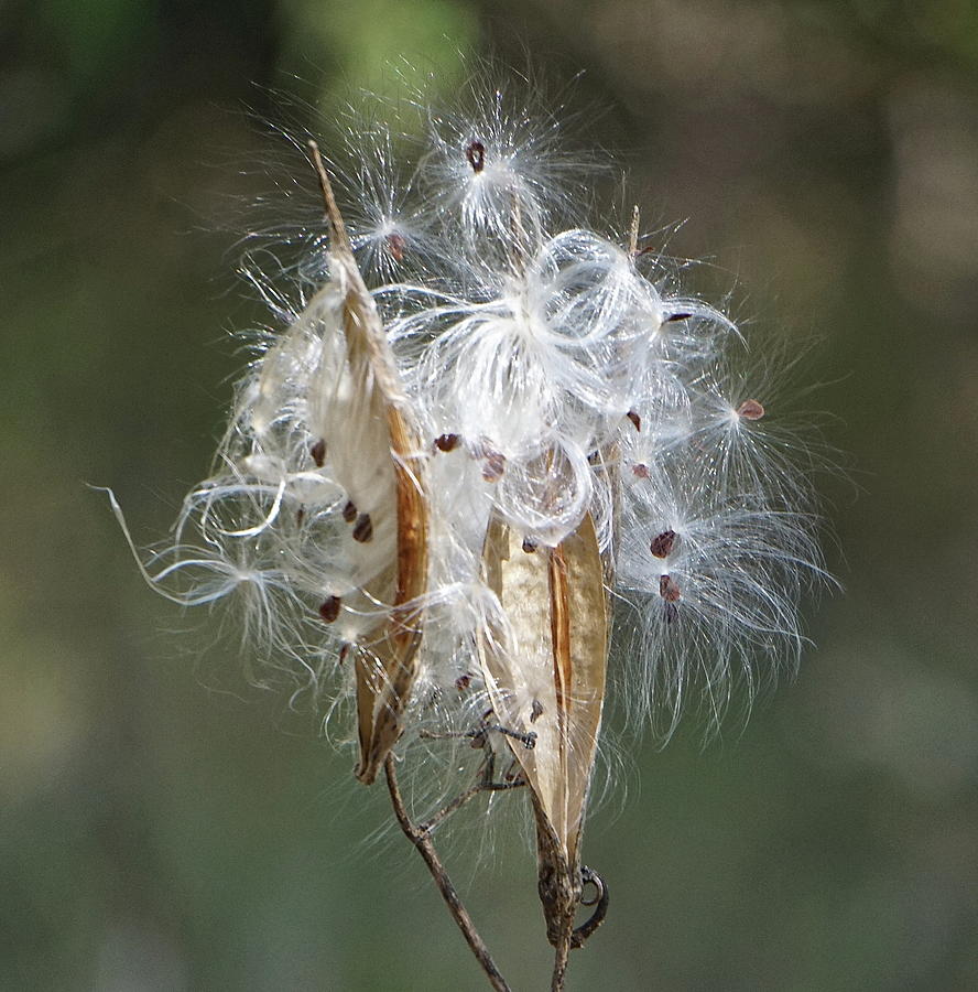 Nature Photograph - White Milkweed by Norma Brock