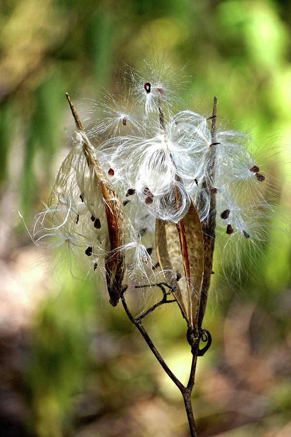 Butterfly Photograph - White Milkweed Seed Pod by Norma Brock