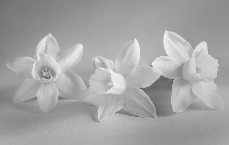 Easter Photograph - White Mini Narcissus by Iris Richardson