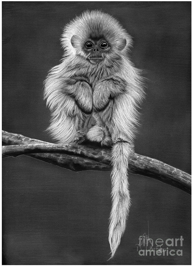 Animal Drawing - White Monkey by Murphy Elliott