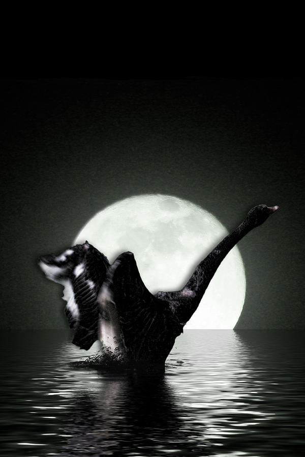 White moon black swan  Digital Art by Angel Jesus De la Fuente