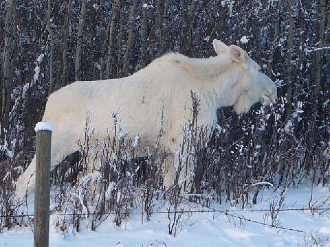 Wild Life Photograph - White Moose by Kenneth LePoidevin