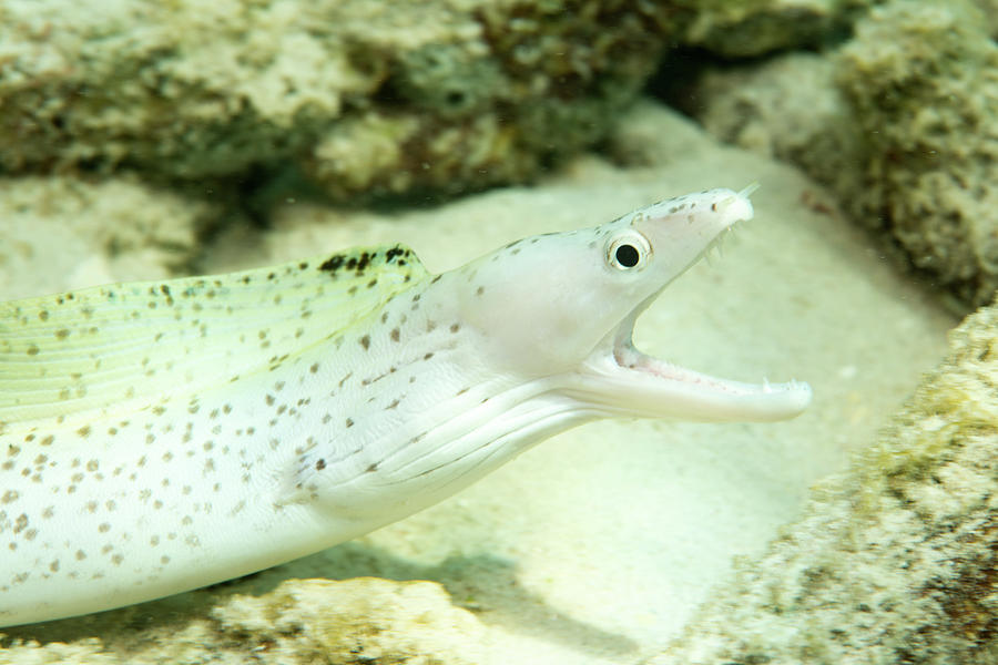 White Eel