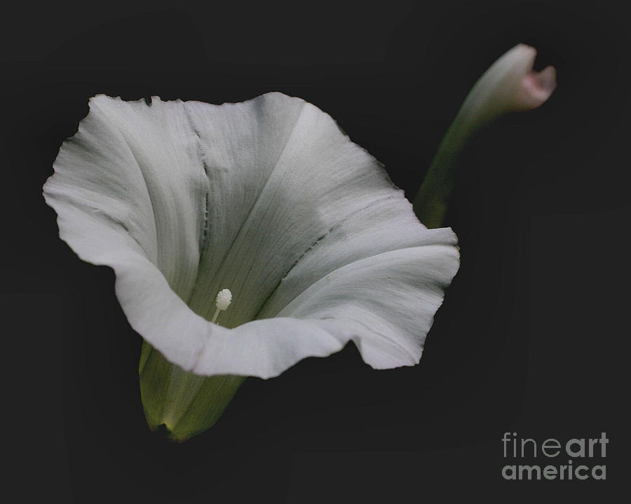 White Morning Glory Photograph by Smilin Eyes Treasures